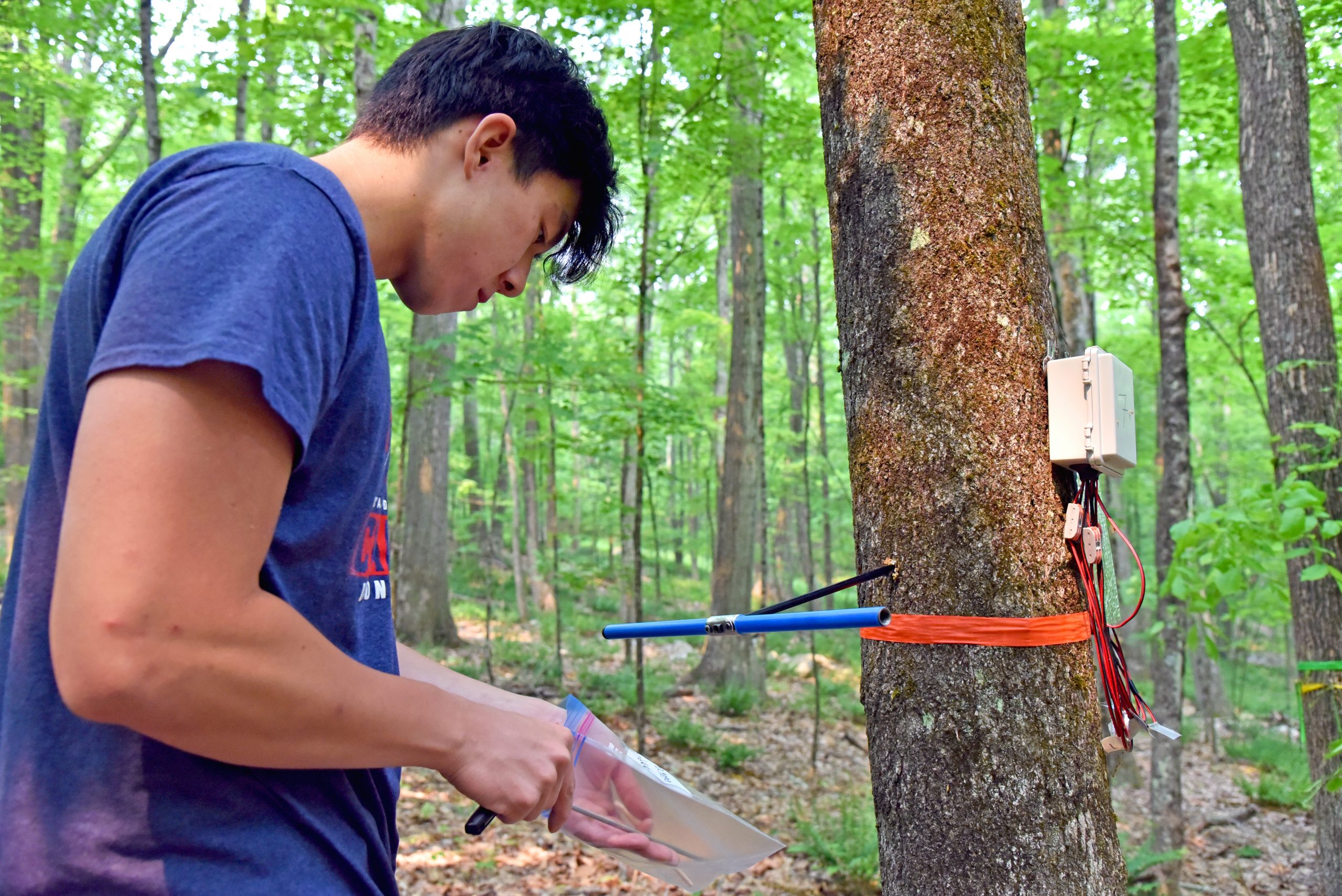 guy looking at tree